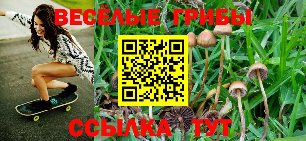 Псилоцибиновые грибы ЛСД  цены   Чернушка 